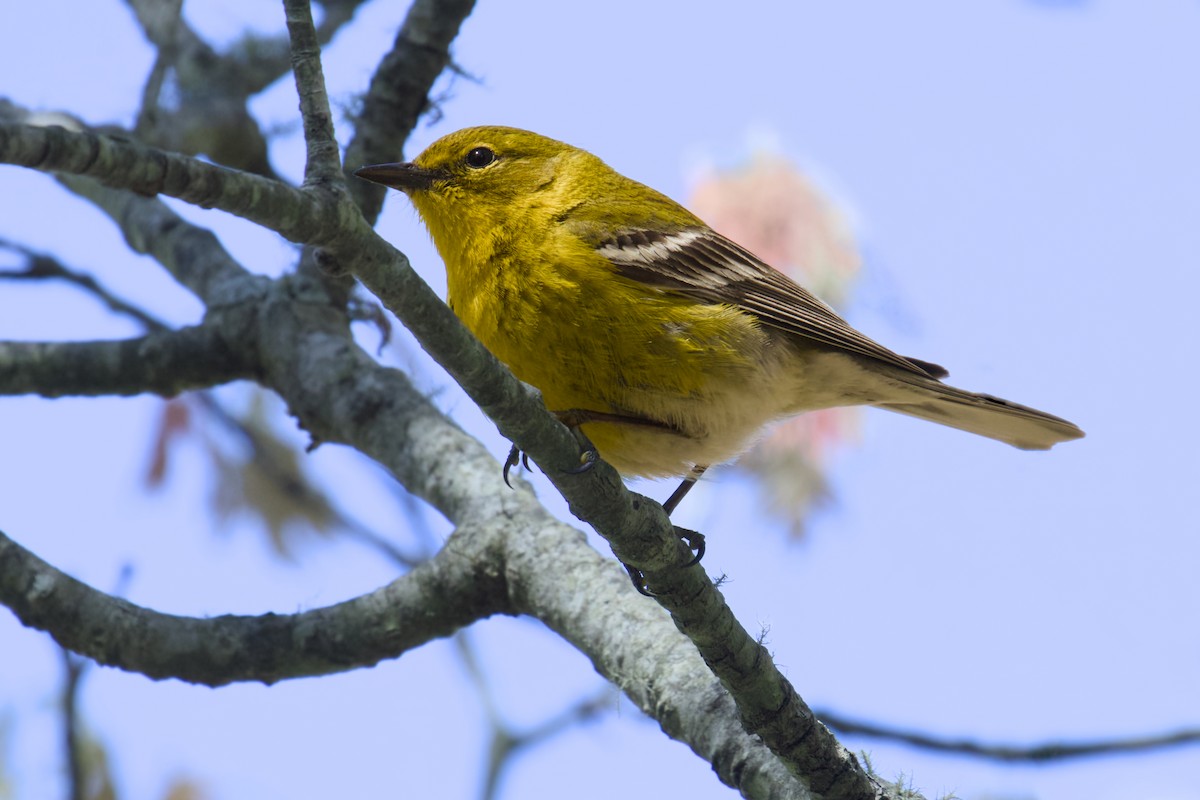 Pine Warbler - Jim Carroll