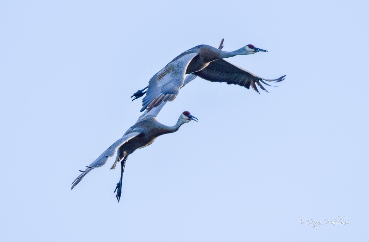 Sandhill Crane - Garry Waldram