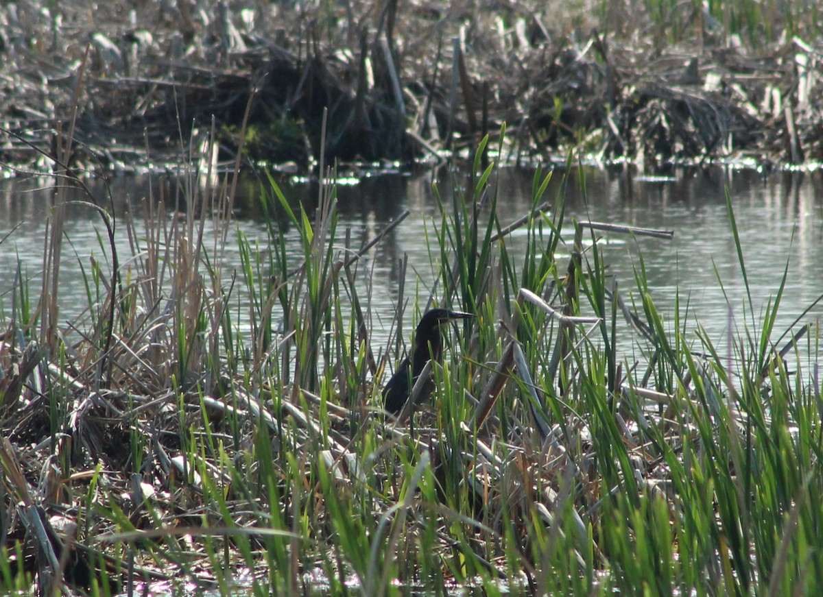 Green Heron - ML618930999