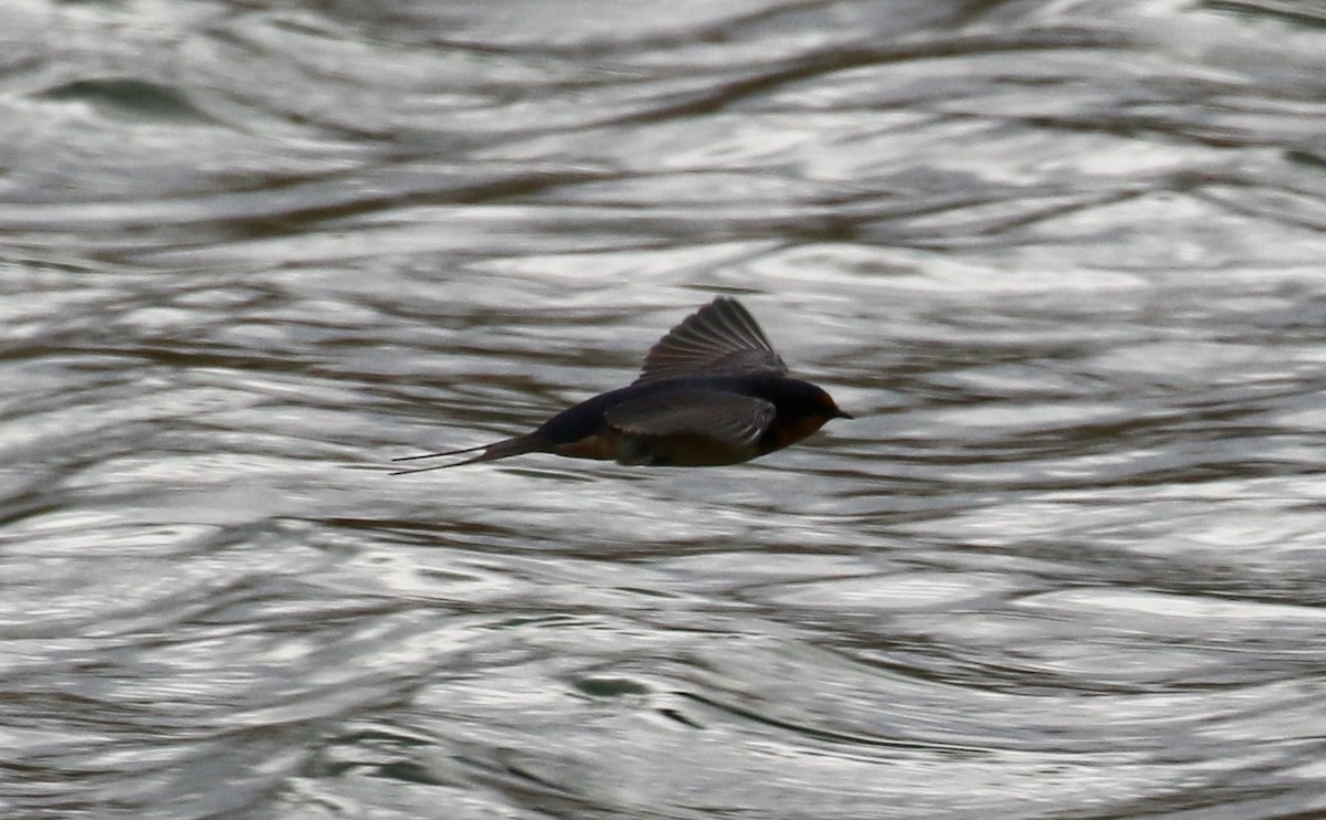 Barn Swallow - Laurens Halsey