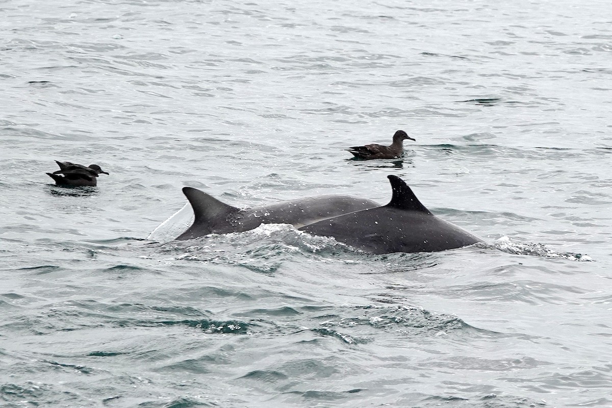 Sooty Shearwater - Steve Neely