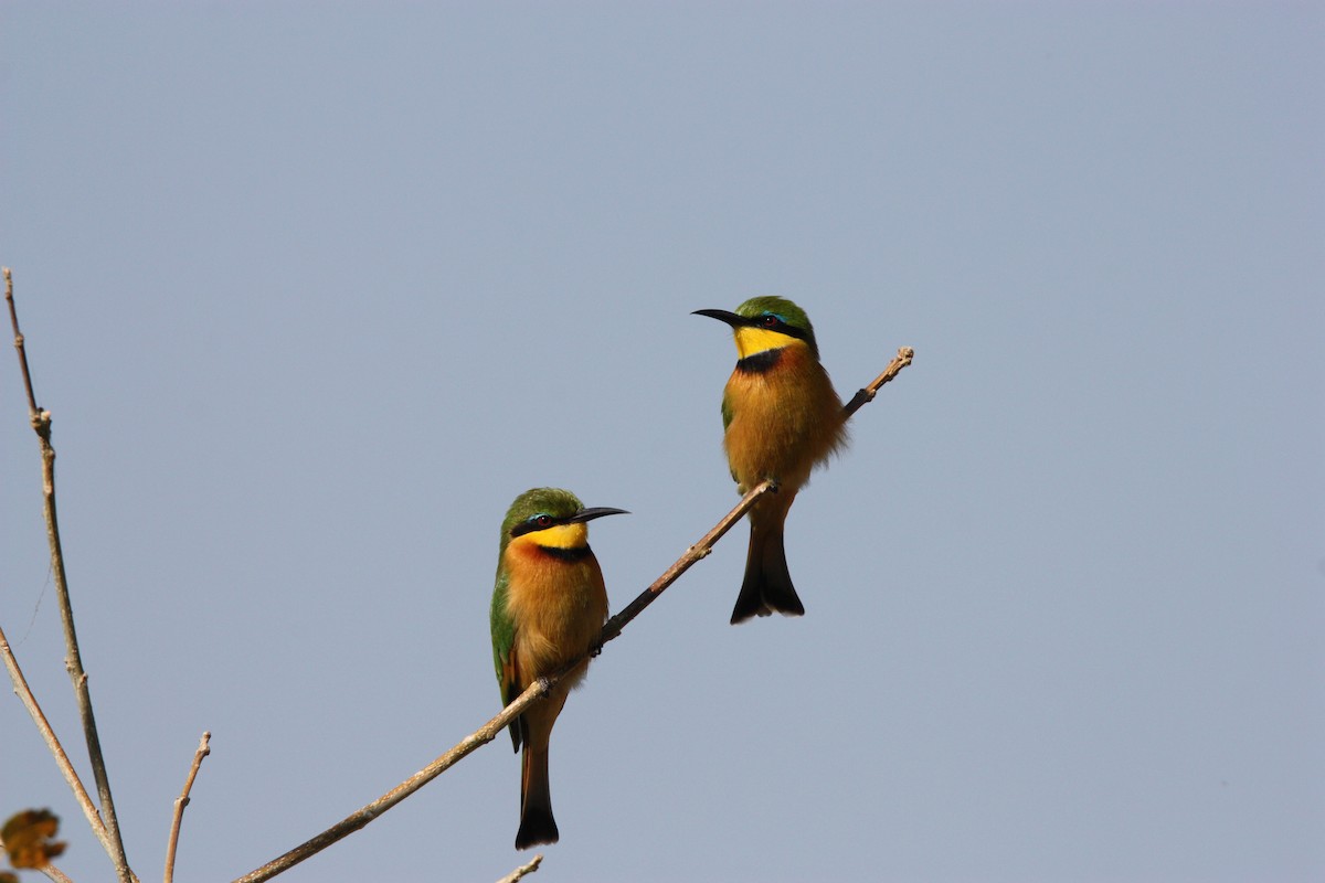 Little Bee-eater - Jonathan DuBose