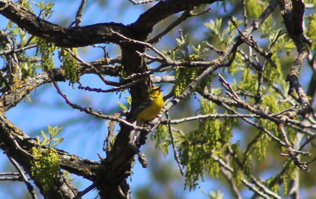 Blue-winged Warbler - ML618931015