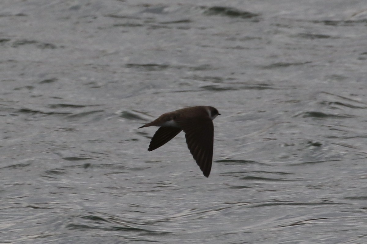 Bank Swallow - Laurens Halsey