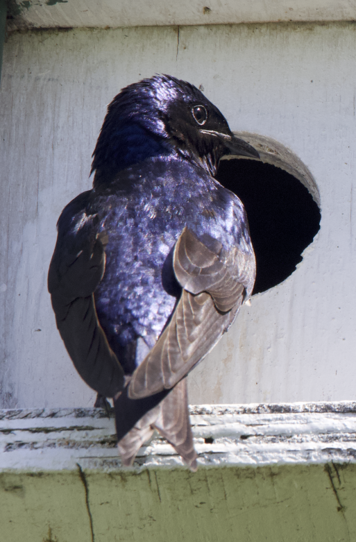 Purple Martin - ML618931040