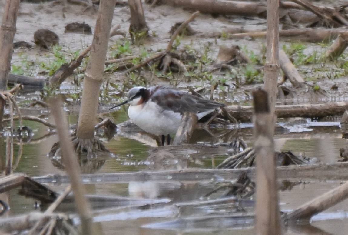 Wilson's Phalarope - Michael Schall