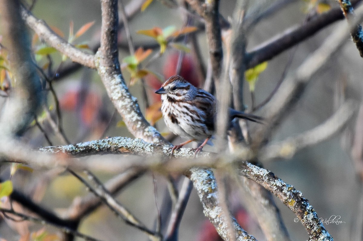 Song Sparrow - Garry Waldram