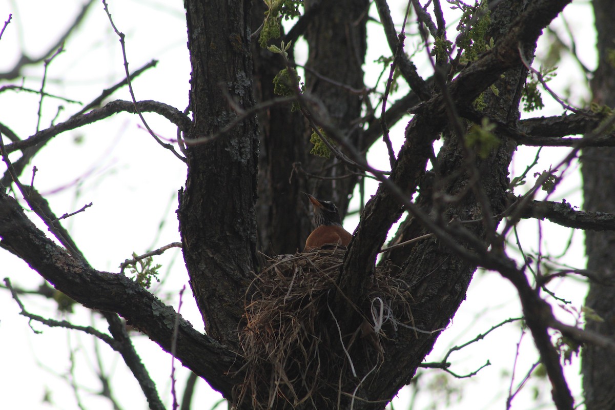 American Robin - ML618931063