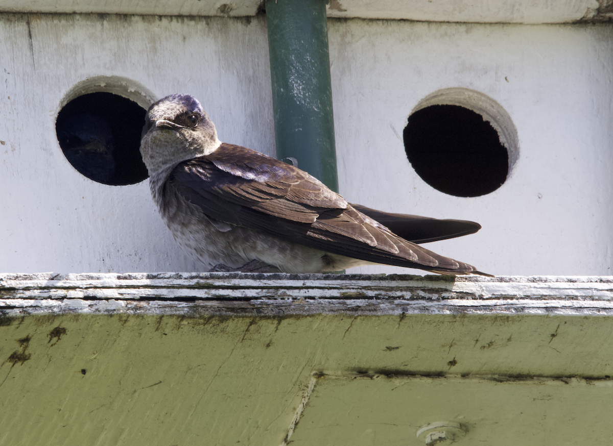 Purple Martin - ML618931076