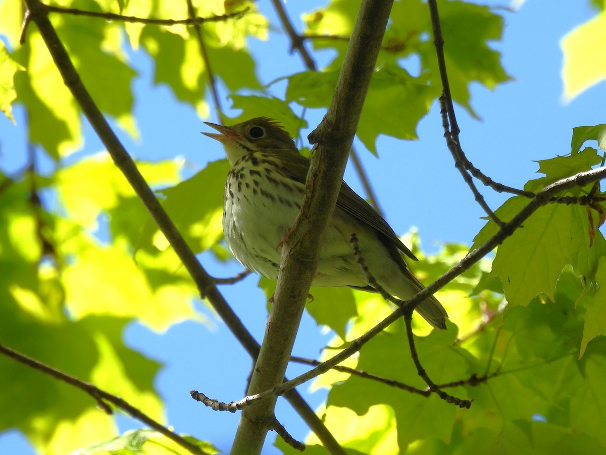 Ovenbird - Jenny Young