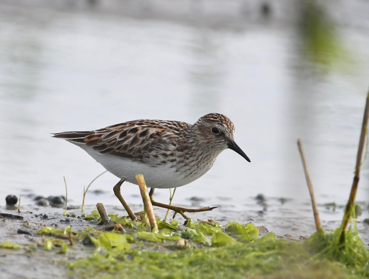 Least Sandpiper - Peter Paul