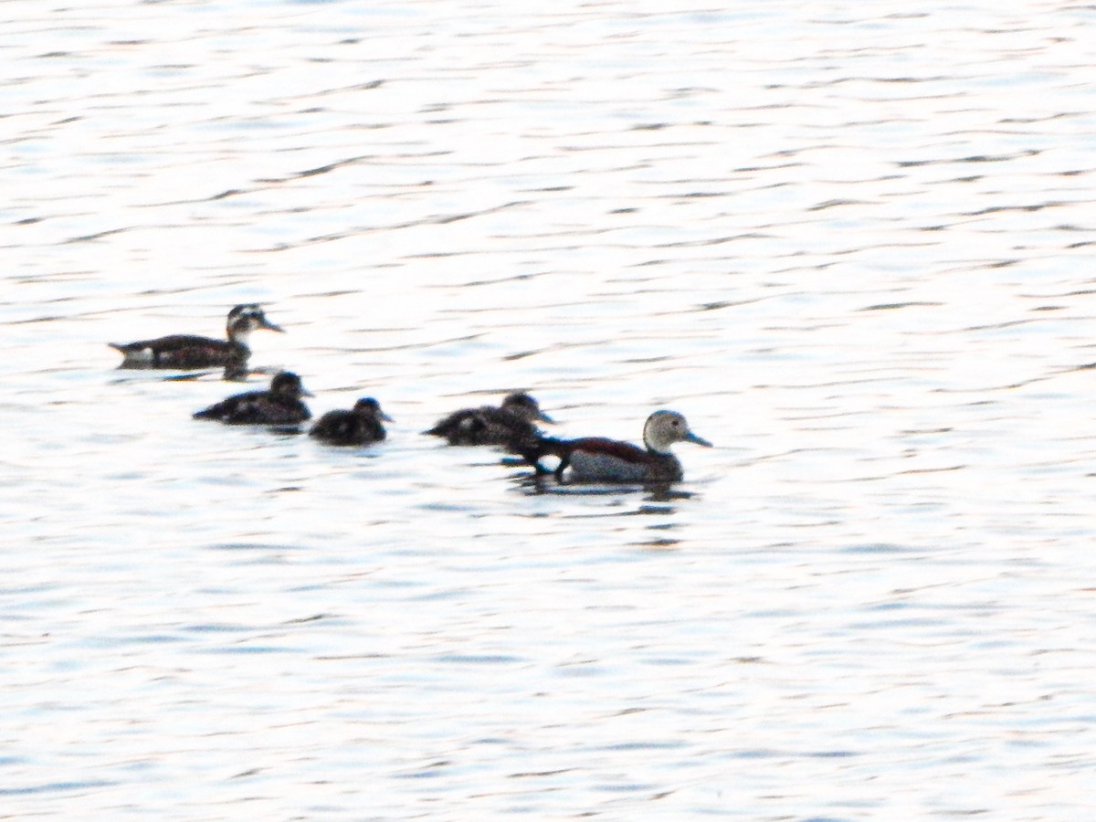 Ringed Teal - Bautista Cerminato