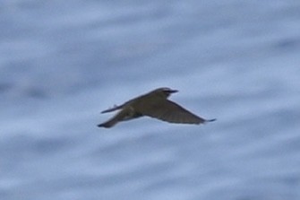 Northern Waterthrush - ML618931083