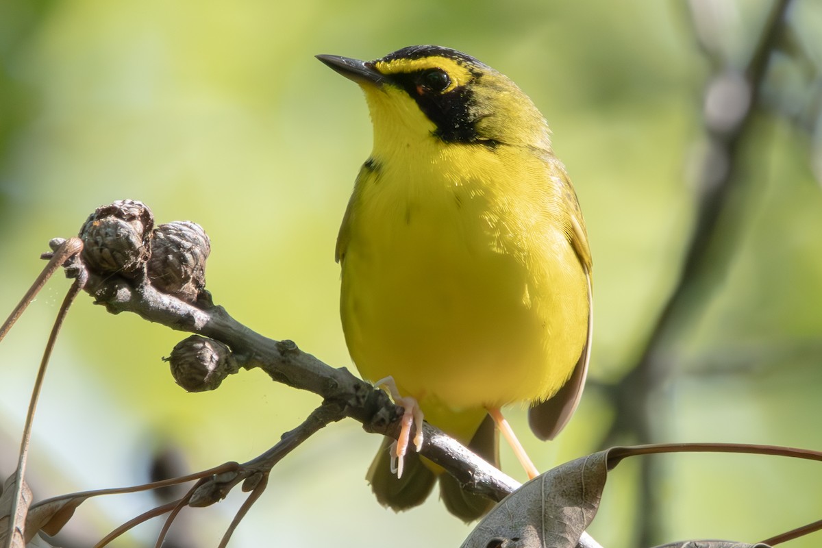 Kentucky Warbler - Dylan Osterhaus