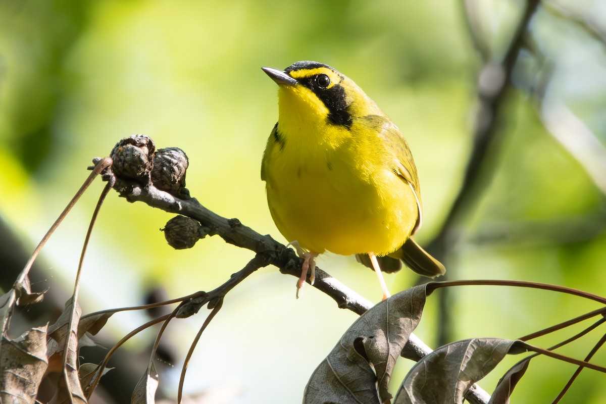 Kentucky Warbler - Dylan Osterhaus