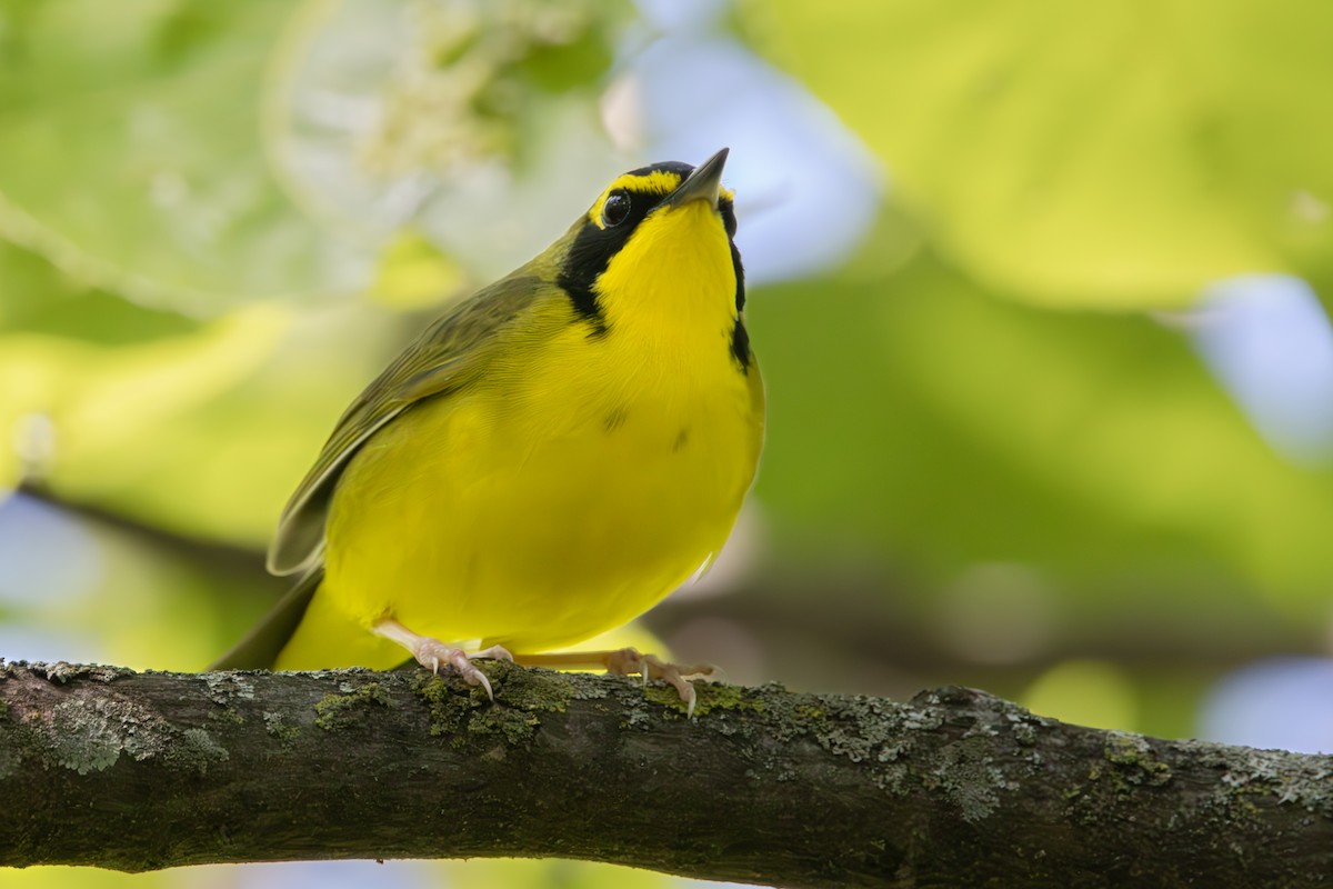 Kentucky Warbler - Dylan Osterhaus