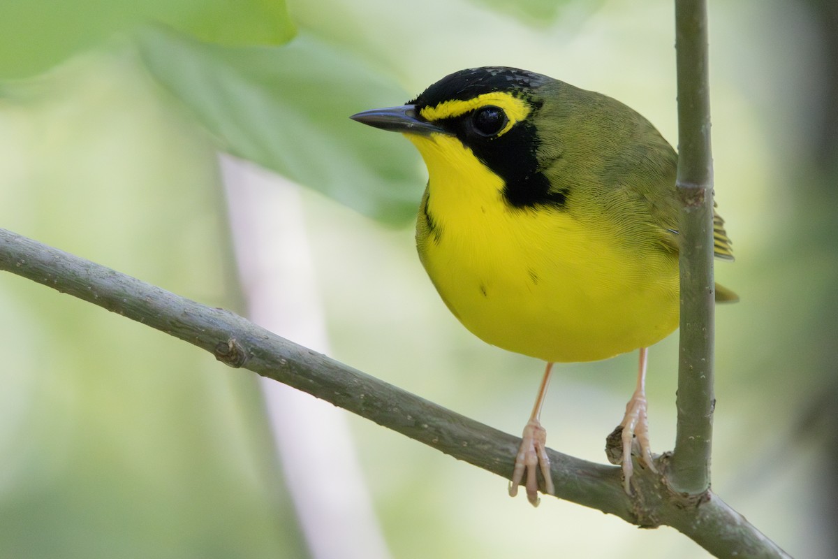 Kentucky Warbler - ML618931104