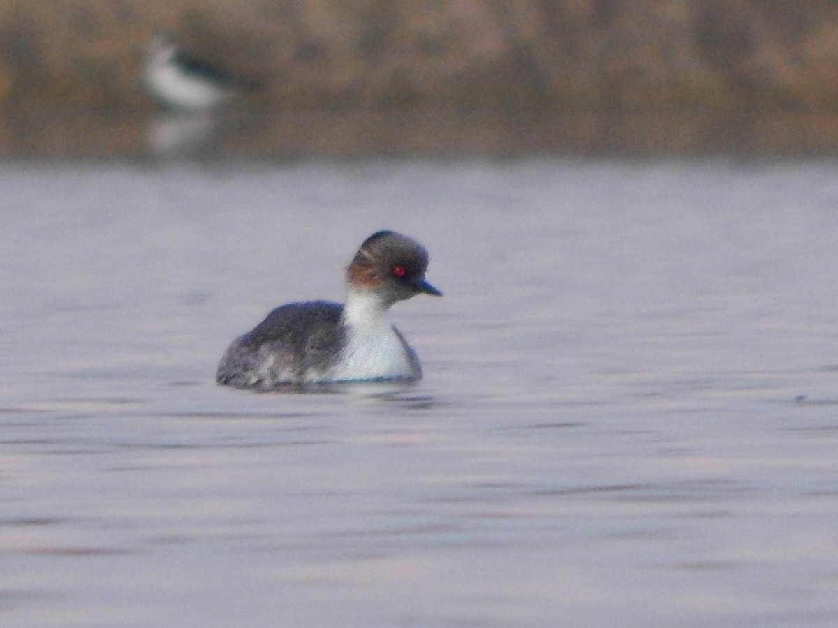 Silvery Grebe - Bautista Cerminato