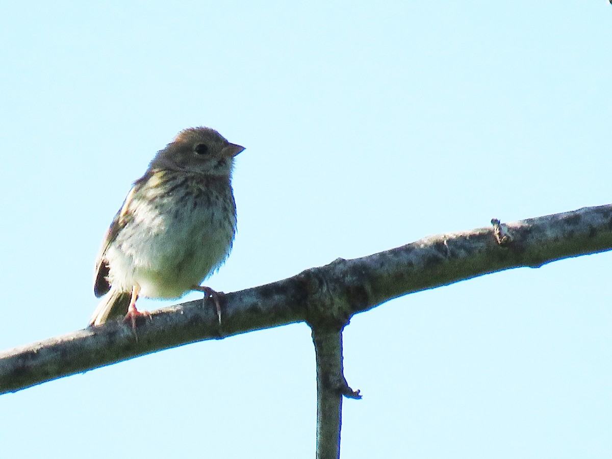 Field Sparrow - ML61893111