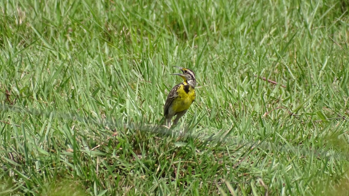 Eastern Meadowlark - Primitivo Figueroa