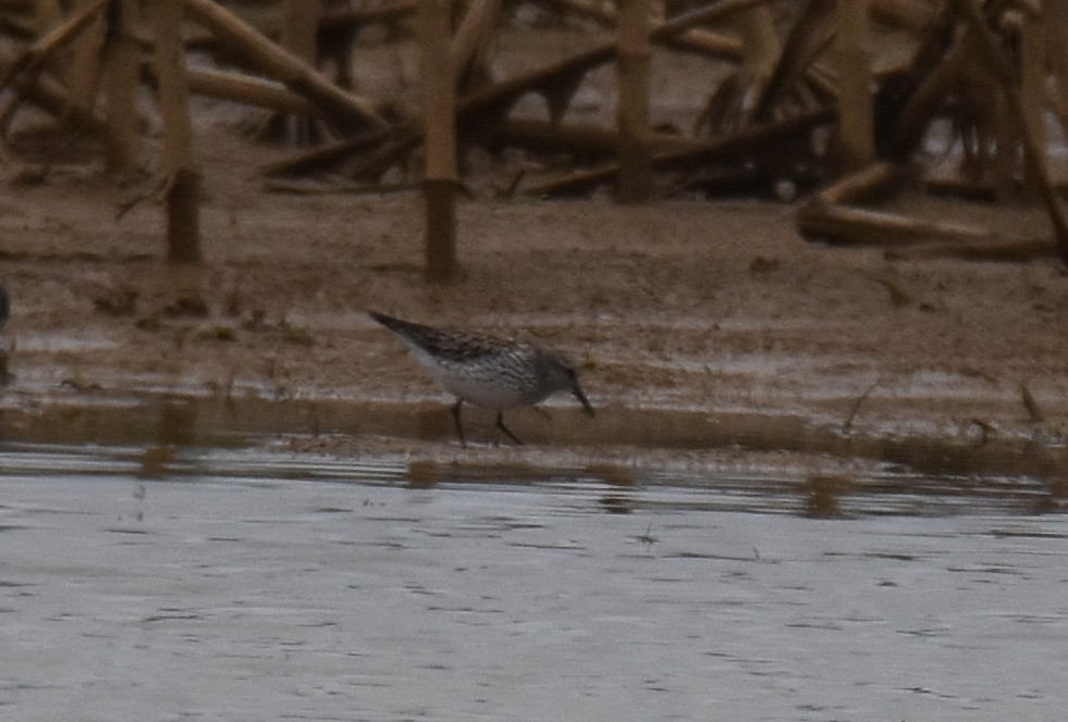 White-rumped Sandpiper - Michael Schall