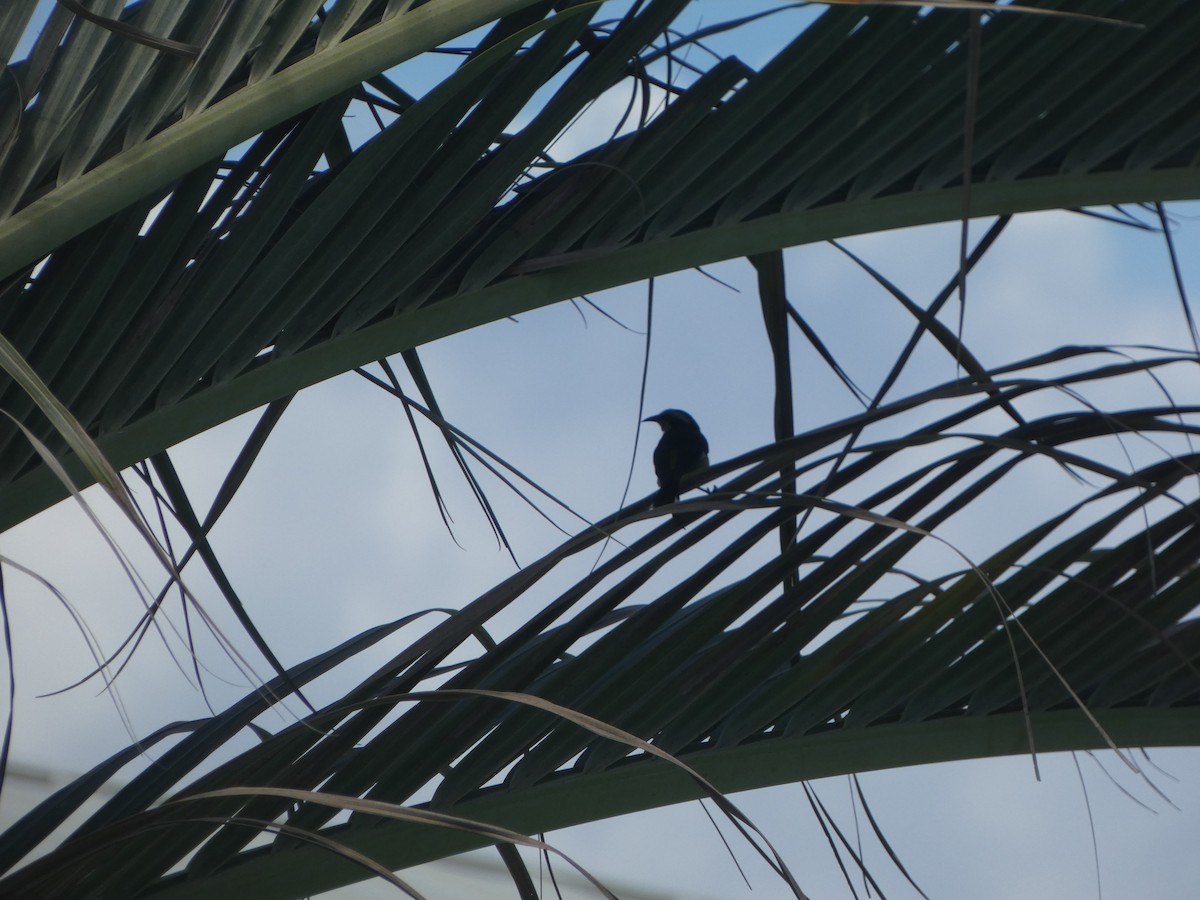 Bananaquit (Greater Antillean) - ML618931134