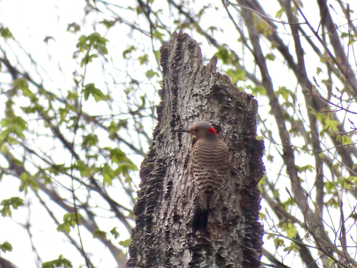 Northern Flicker - Monika Wood