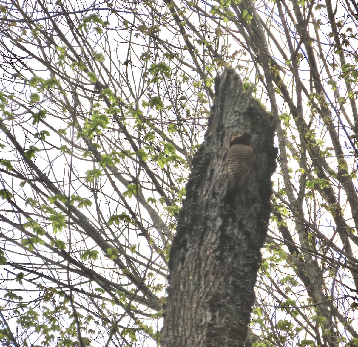 Northern Flicker - Monika Wood