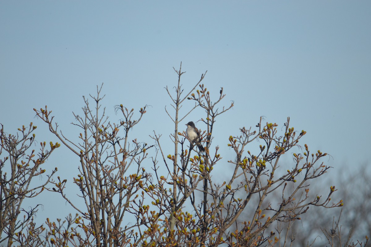 Eastern Kingbird - ML618931148