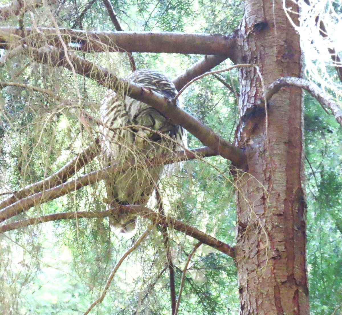 Barred Owl - Ann Marie Wood