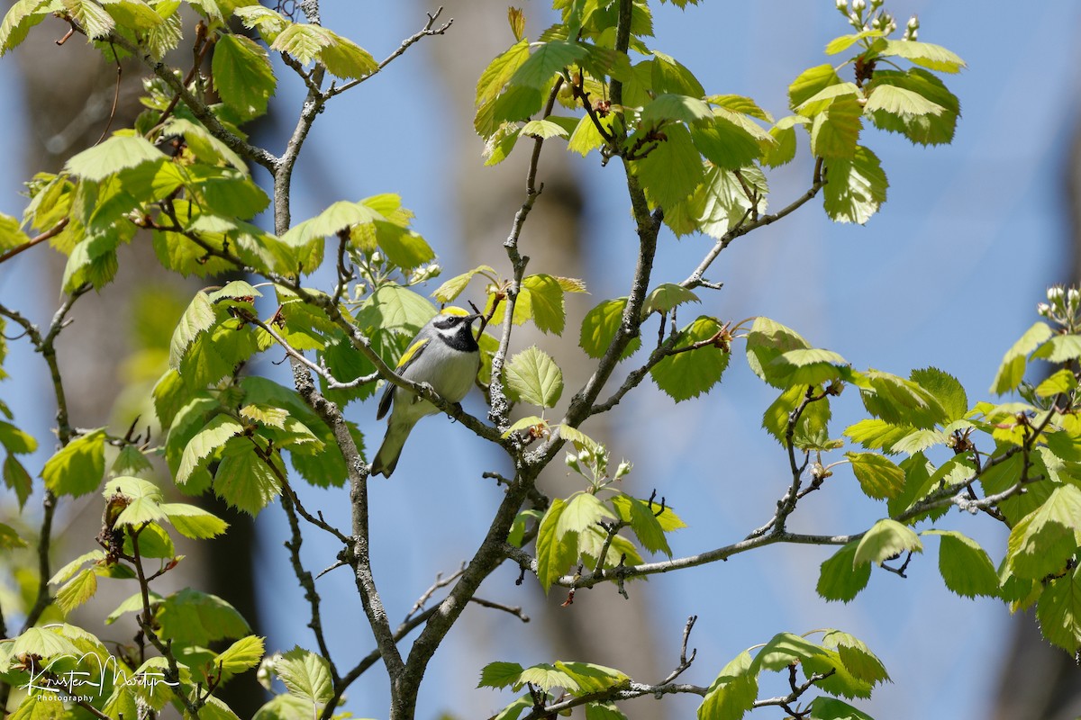 Golden-winged Warbler - ML618931163