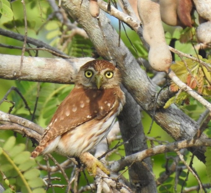 Ferruginous Pygmy-Owl - ML618931166
