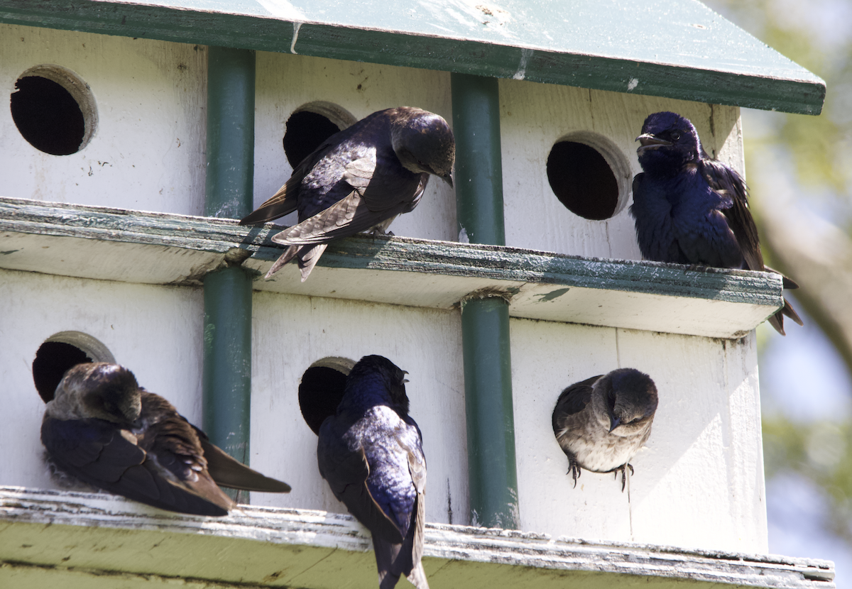 Purple Martin - Learning Landon