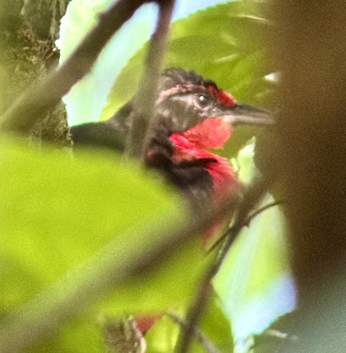 Rosy Thrush-Tanager - ML618931184