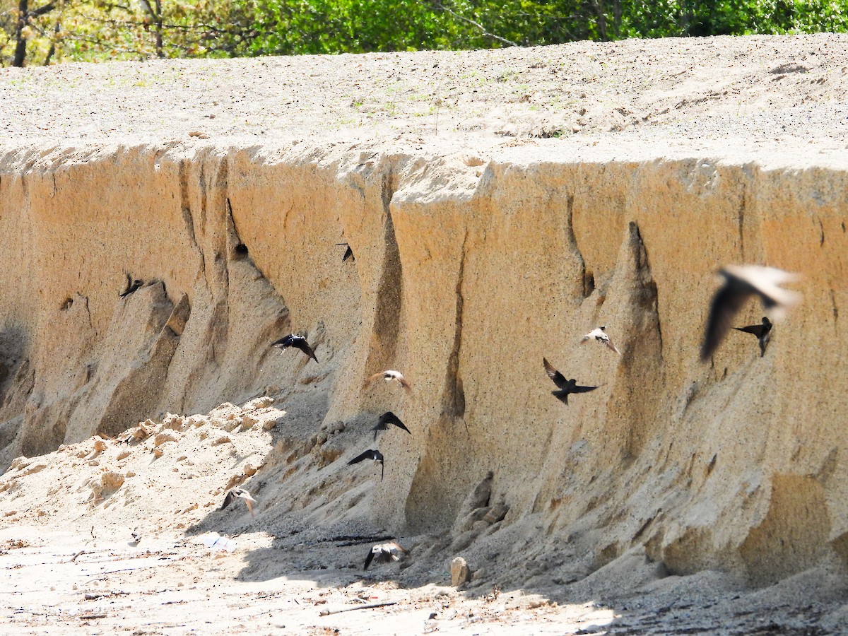 Bank Swallow - Haley Gottardo