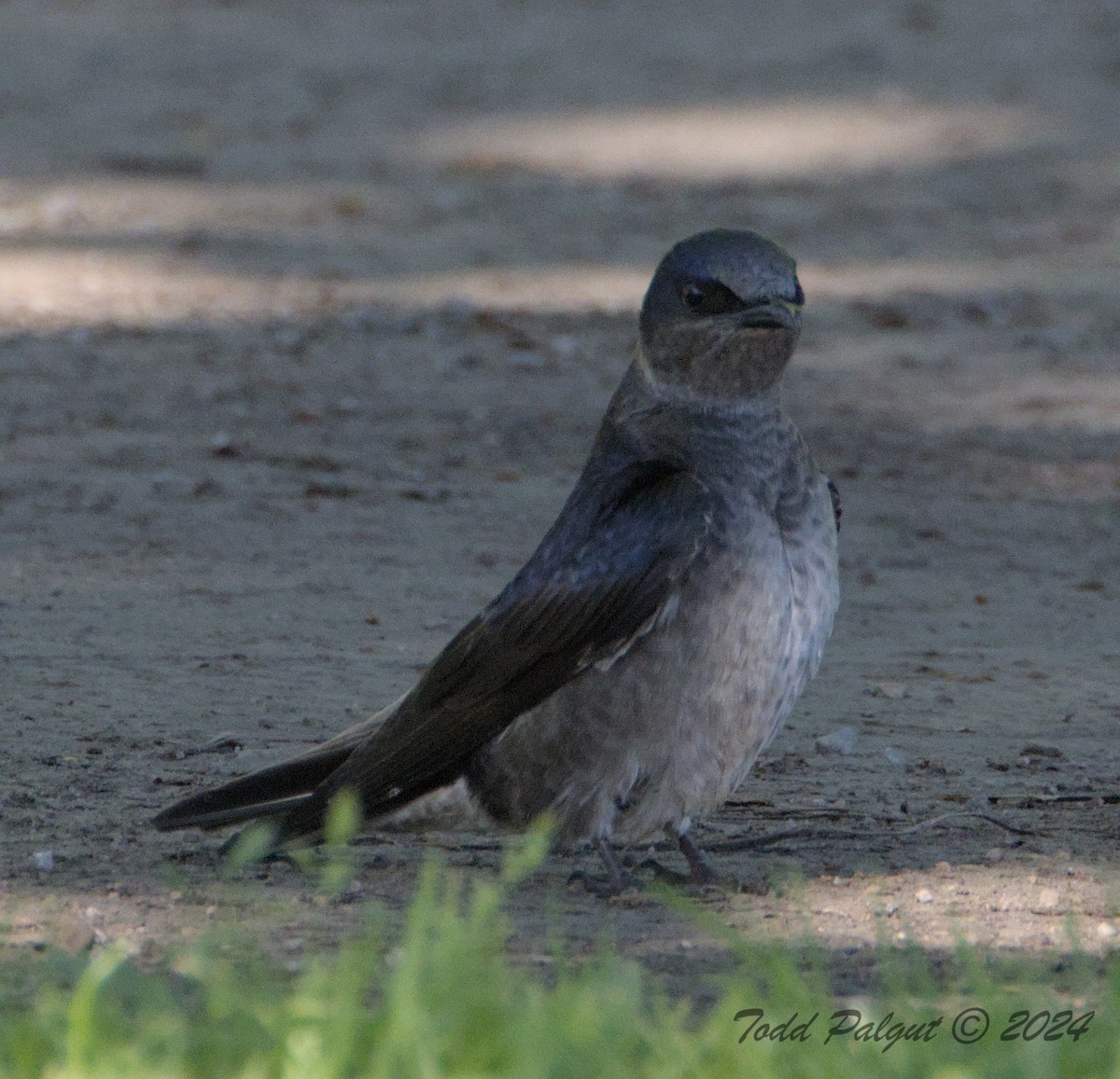 Purple Martin - t palgut