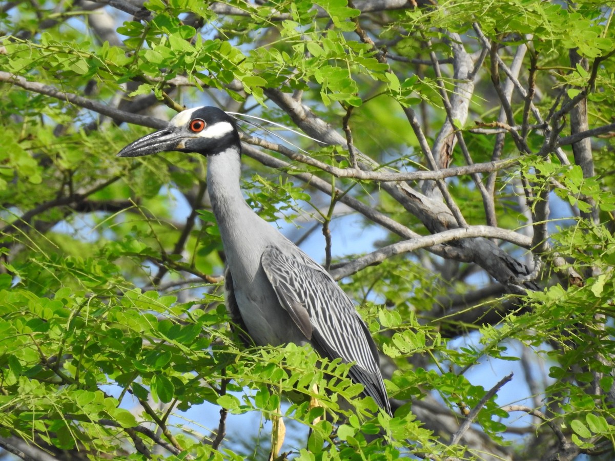 Yellow-crowned Night Heron - ML618931224