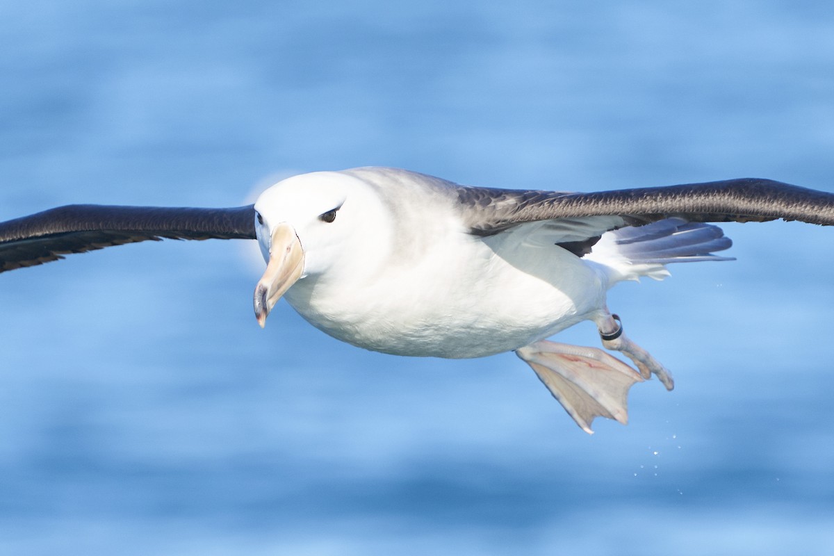 Black-browed Albatross - Hederd Torres García