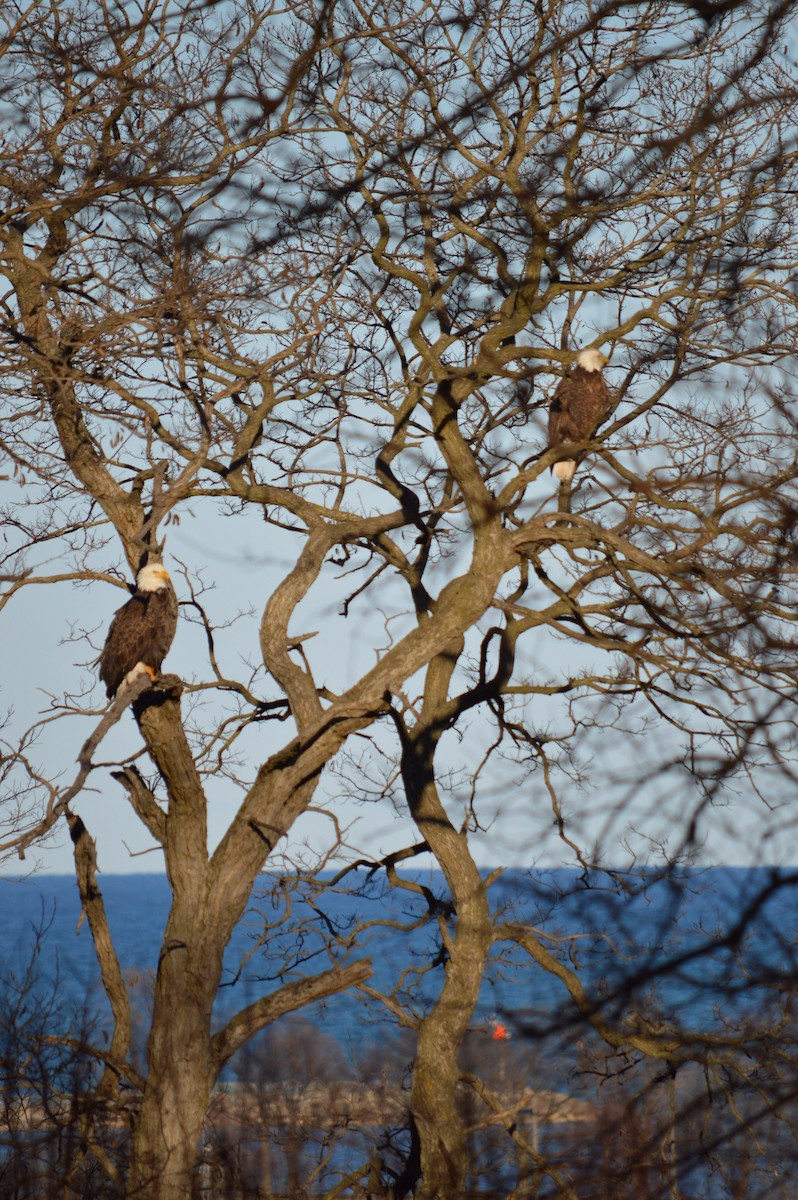 Bald Eagle - Justin Hageman