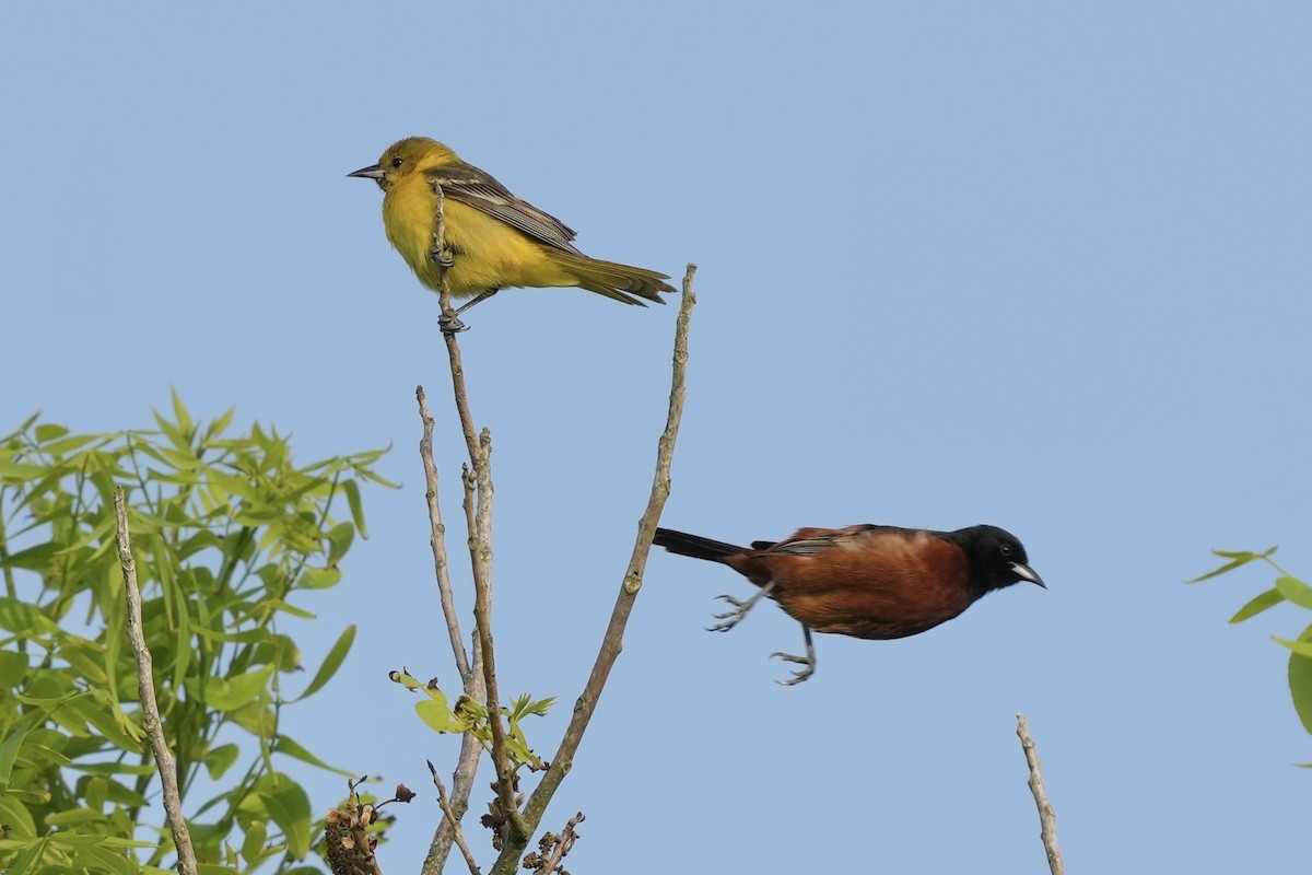 Orchard Oriole - ML618931240