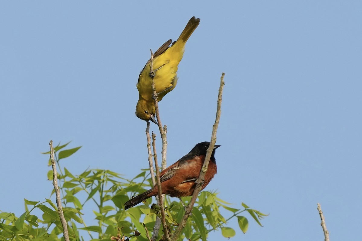 Orchard Oriole - ML618931241