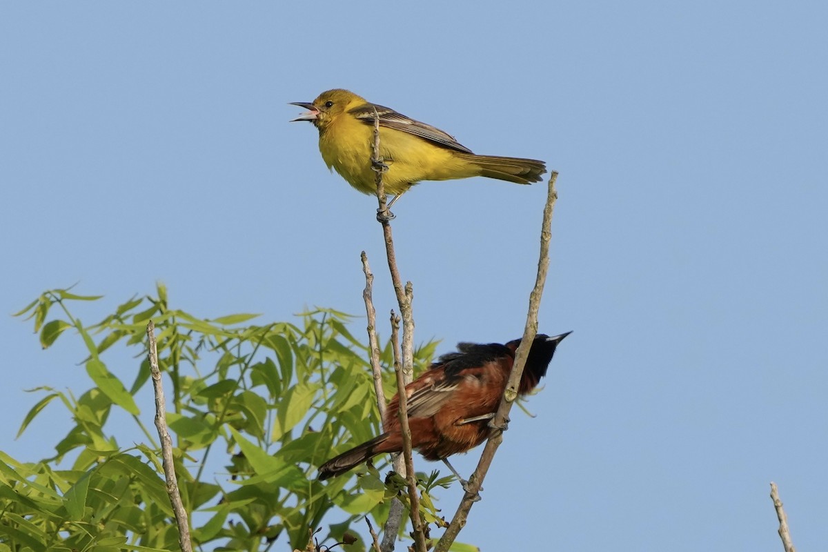 Orchard Oriole - ML618931242