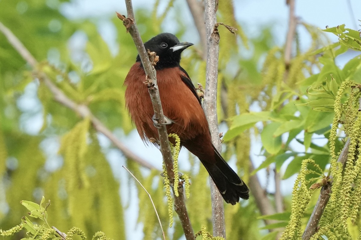 Orchard Oriole - ML618931243