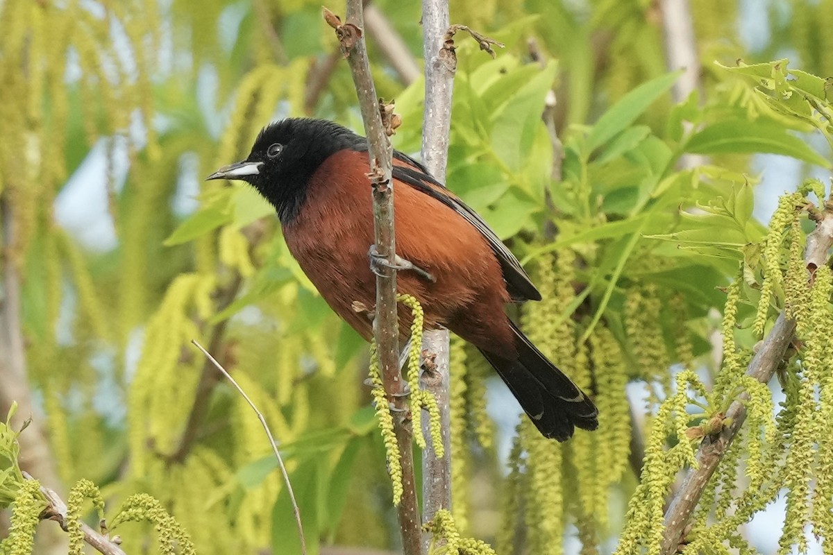 Orchard Oriole - ML618931244