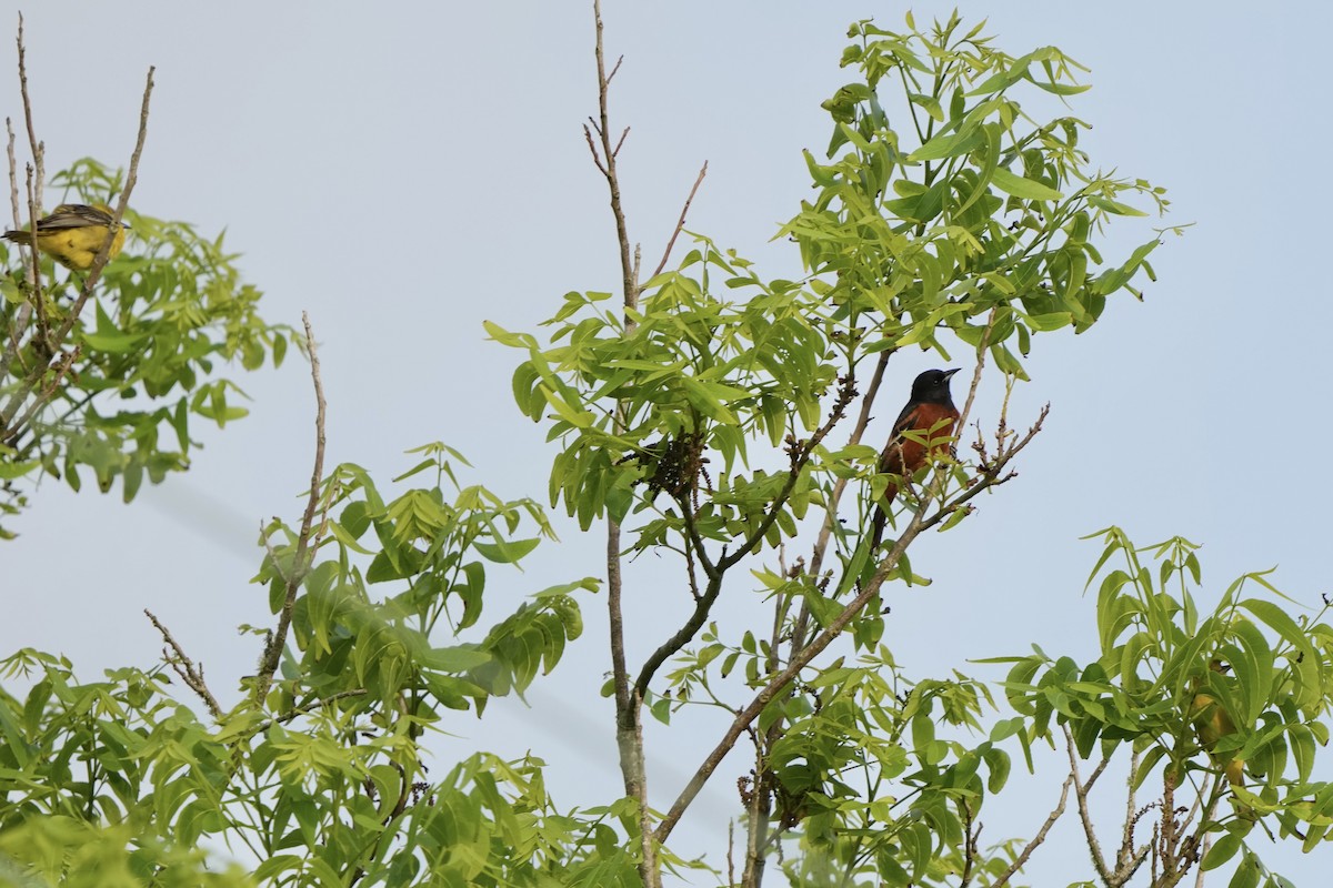 Orchard Oriole - ML618931245