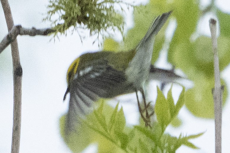 Black-throated Green Warbler - John Salisbury