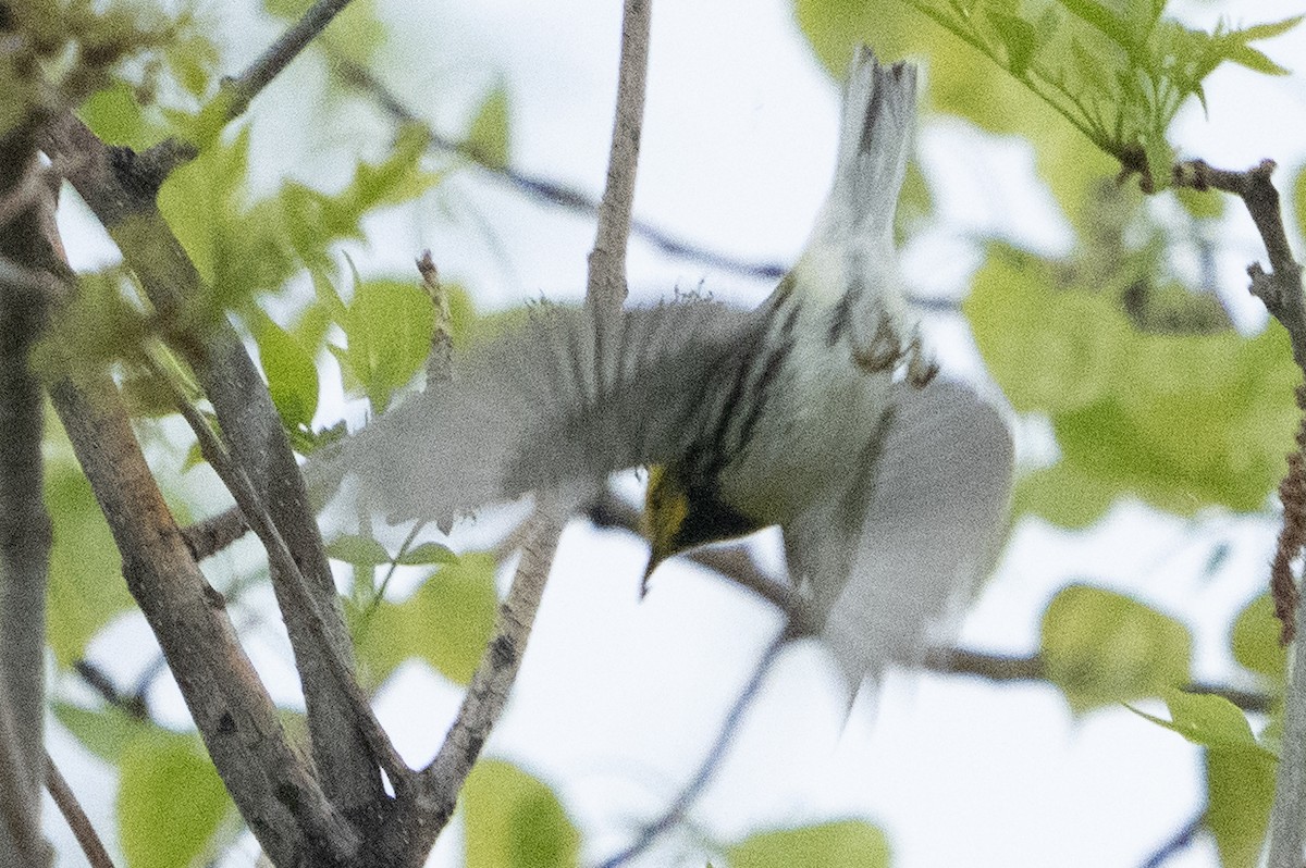 Black-throated Green Warbler - John Salisbury