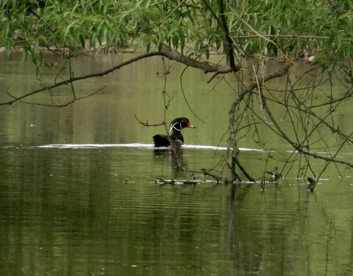 Wood Duck - ML618931259