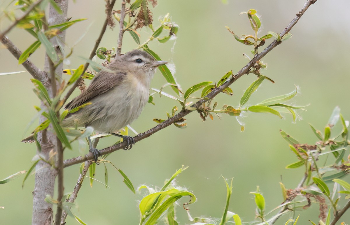 Warbling Vireo - Cindy Croissant