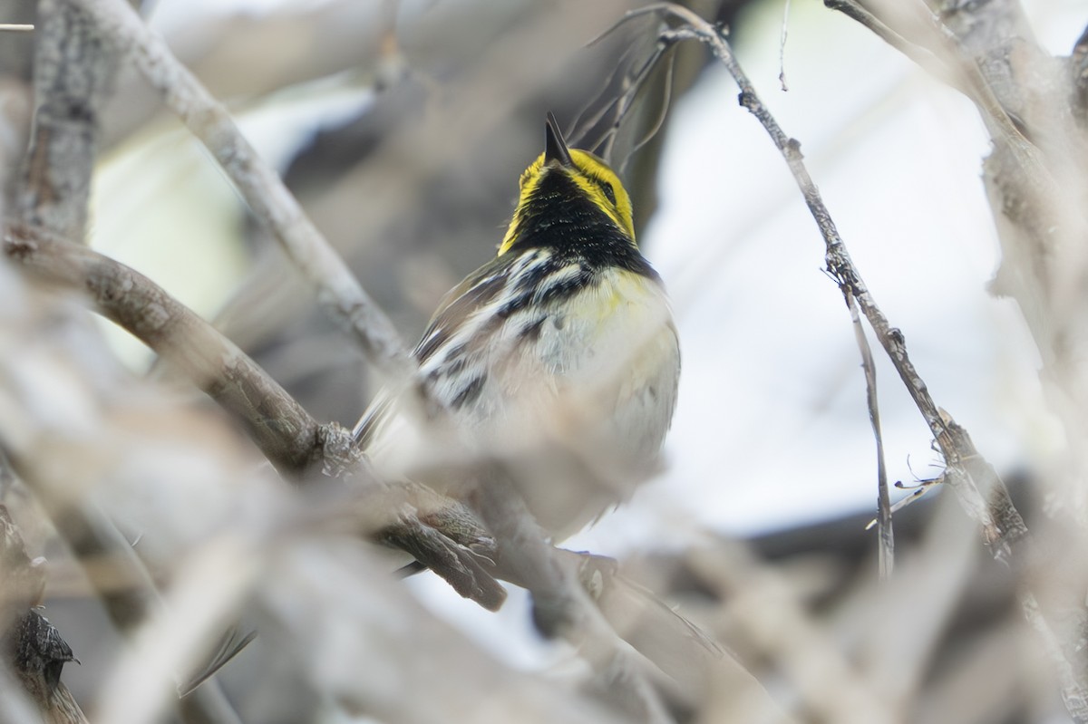 Black-throated Green Warbler - John Salisbury